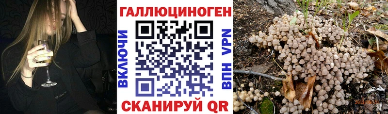 Купить  Светлоград  Галлюциногенные грибы Psilocybe 